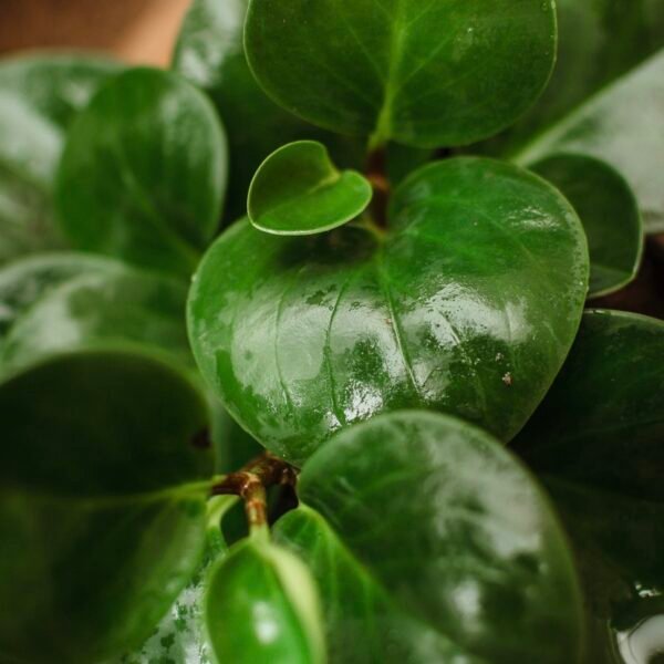 Peperomia Obtusifolia