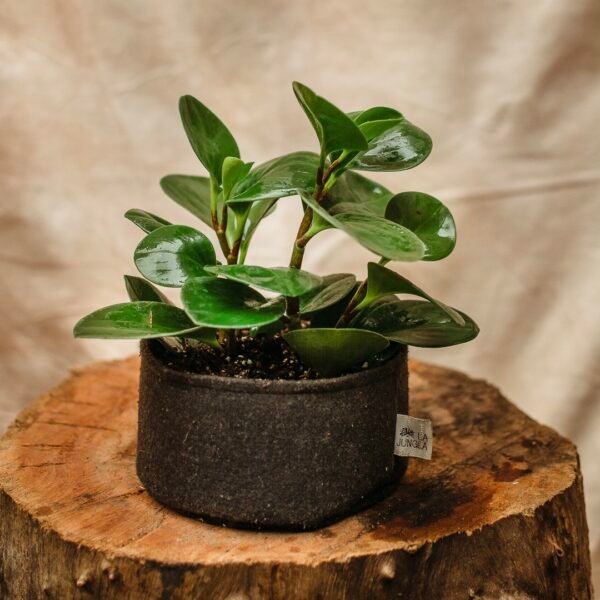 Peperomia Obtusifolia - Imagen 2