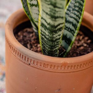 Sansevieria