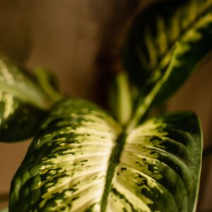 Dieffenbachia Tropic
