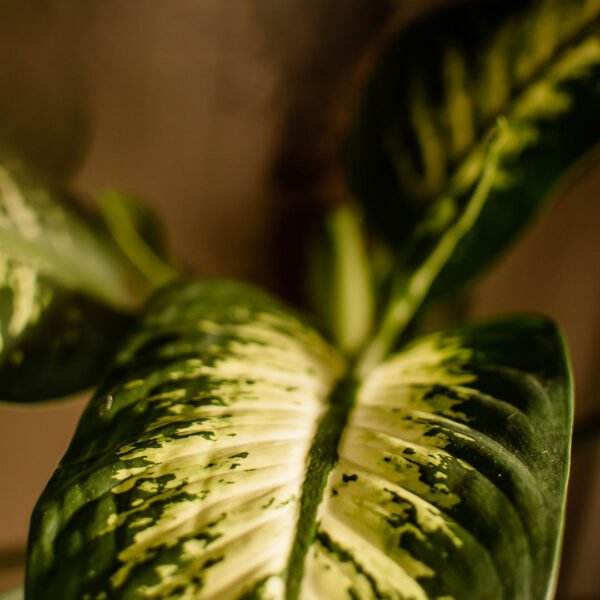 Dieffenbachia Tropic