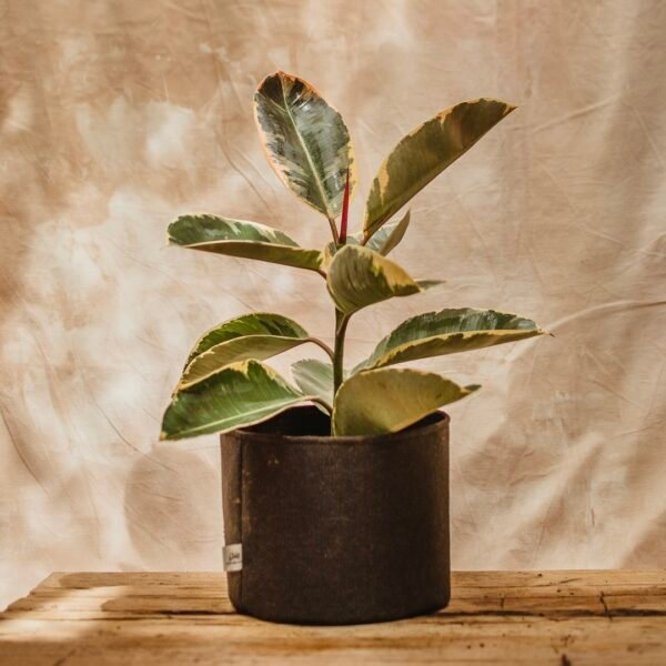 Gomero Variegado - Imagen 2