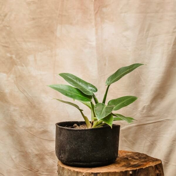 Philodendro Imperial - Imagen 2