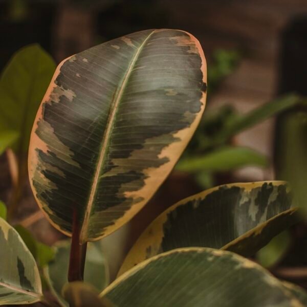 Gomero Variegado