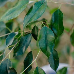 Ficus Benjamina