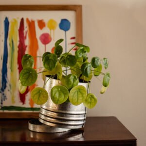 Pilea Peperomioides