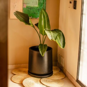 Strelitzia nicolai blanca