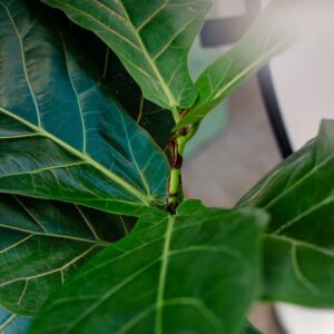 Ficus Pandurata