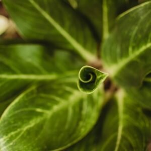 Un mes una planta