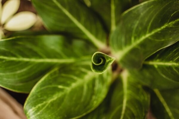 Un mes una planta